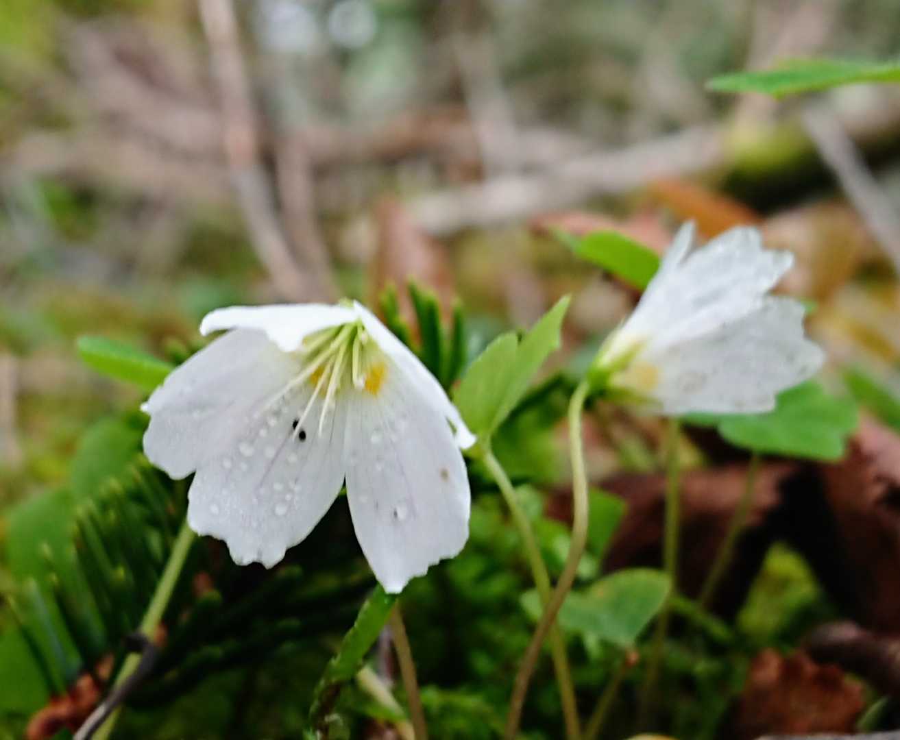 ミヤマカタバミ💠