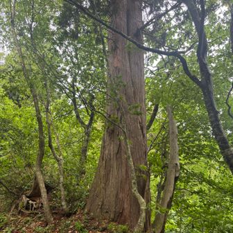 途中の大木。パワーをいただけそうな木🌲
何も看板🪧はありませんでした。