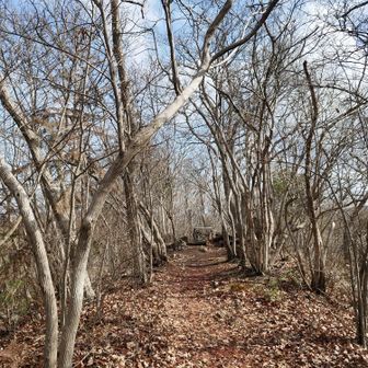 マンサクの丘
既にマンサクの花の時期は過ぎてる