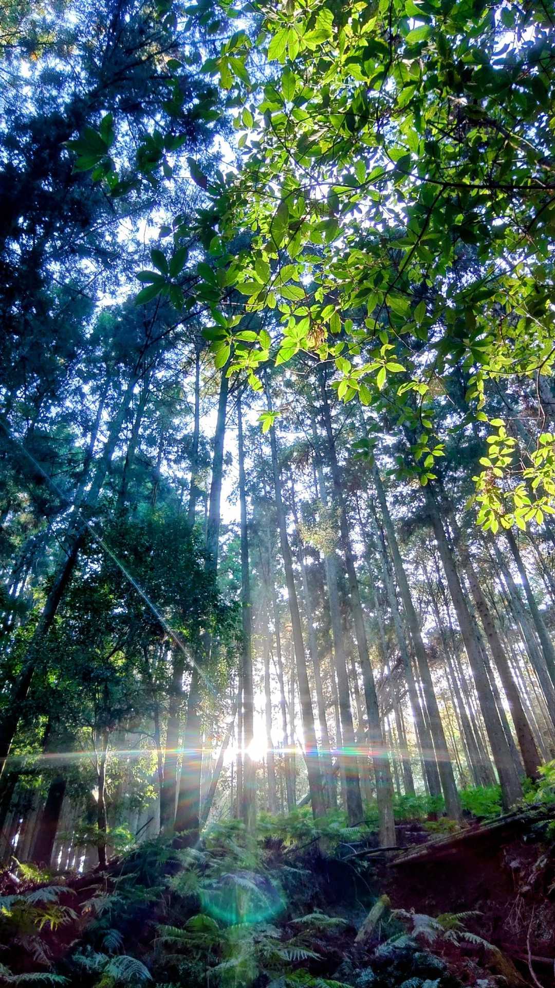 🌞🍃
