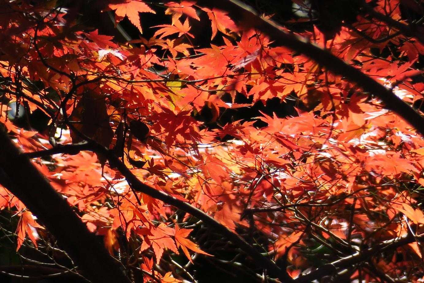 途中、綺麗な紅葉🍁のあったりするズラ～😍