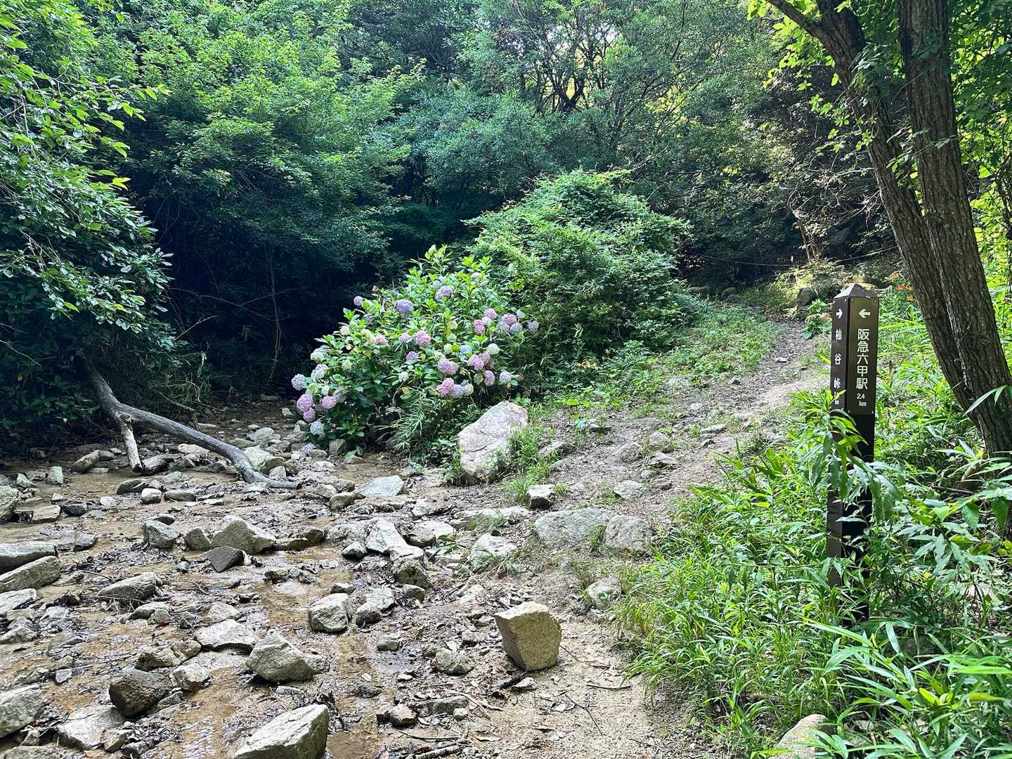 渡渉、濡れた道に滑らないように緊張する🫨
紫陽花でほっと癒される🙂