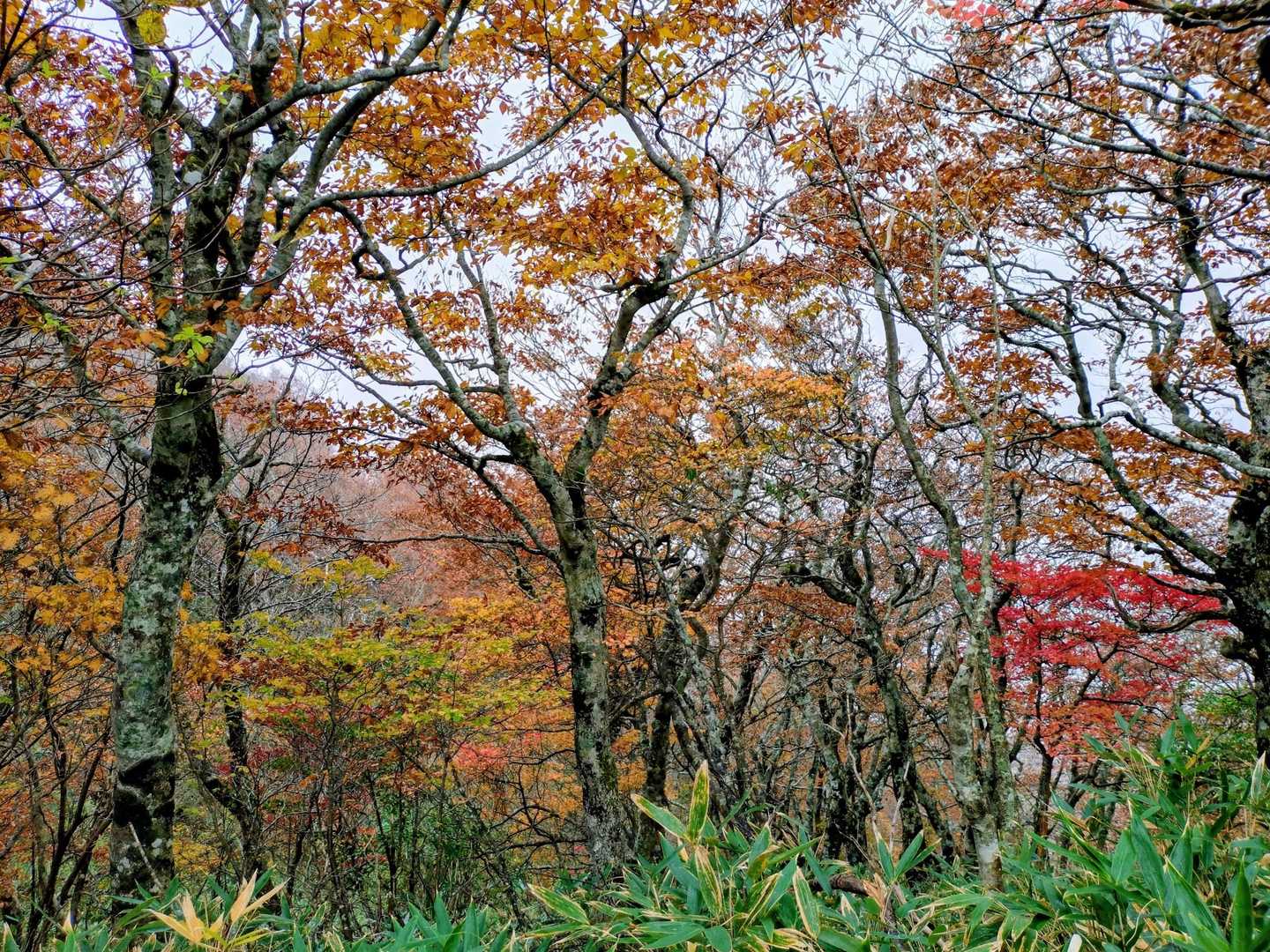 小白森山登山口-小白森山-二杯山-大白森山 往復コースの写真