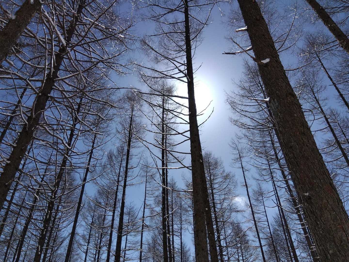 天女山 往復コースの写真