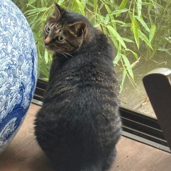 にゃ〜