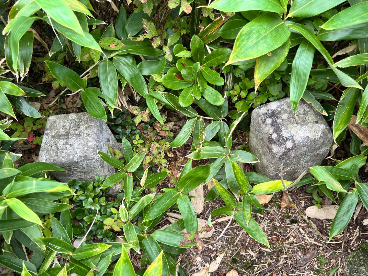 藪の中に三角点。
教えてもらわないと
わかりません🤣
そして何故か2個⁉️