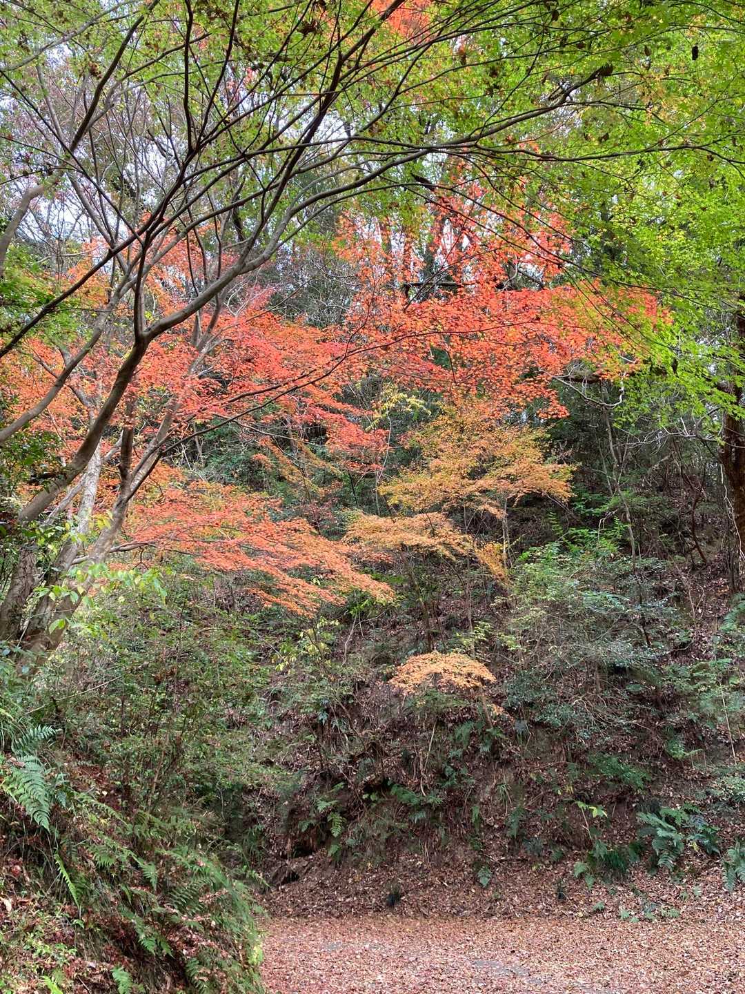 湧ヶ淵バス停-奥之城山-ヌタノサコ 往復コースの写真