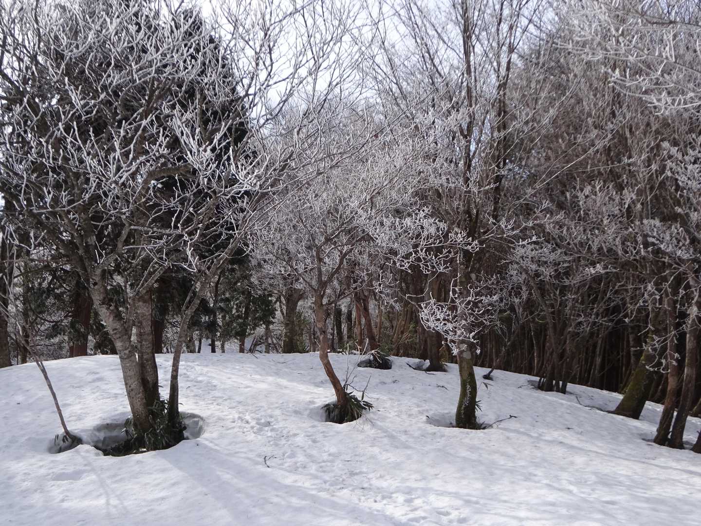 根開と霧氷