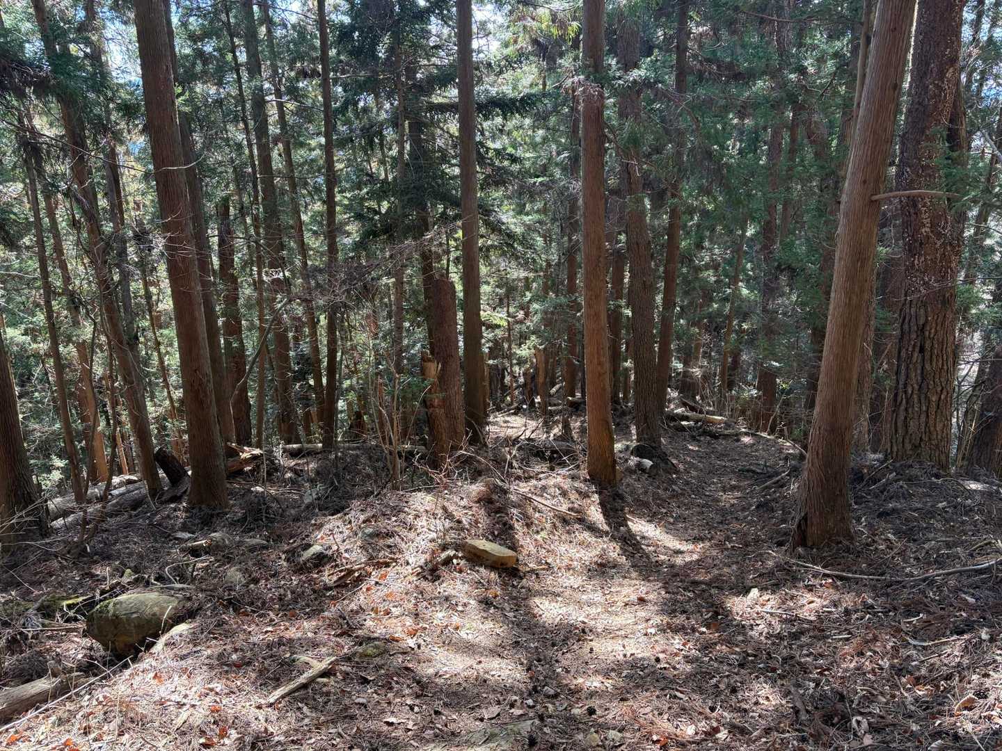 リスさんエリアに近いので、忍び足
あんまり意味ないと思うけど念のため