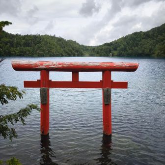 青い池に赤の鳥居が映えます