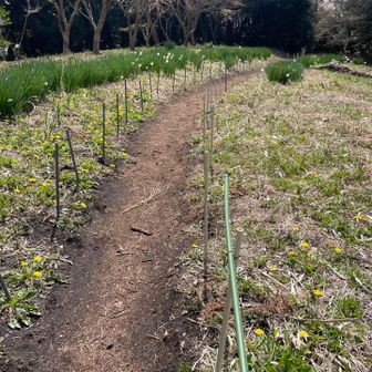 高草山から戻って石脇方面へ下山
保護策で水仙が守られていました