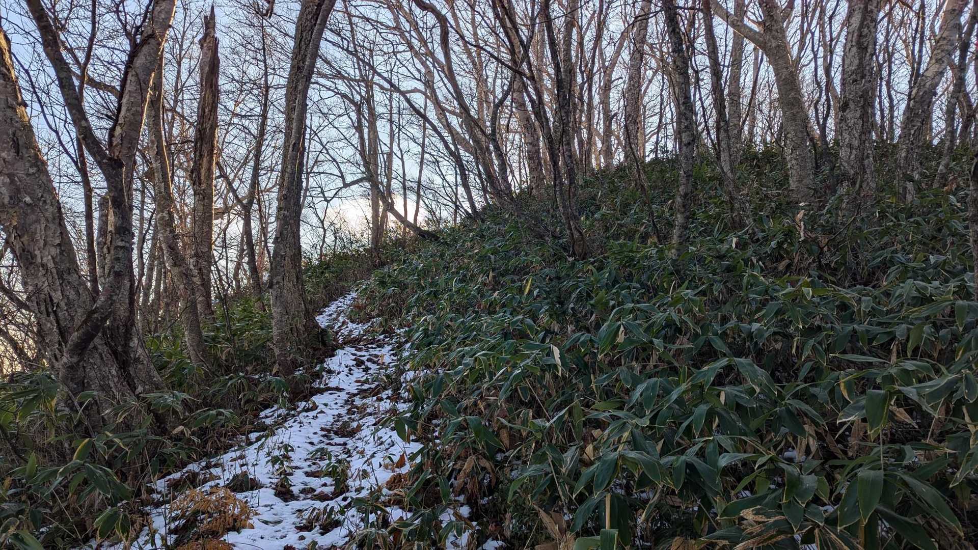 今シーズン初の雪。