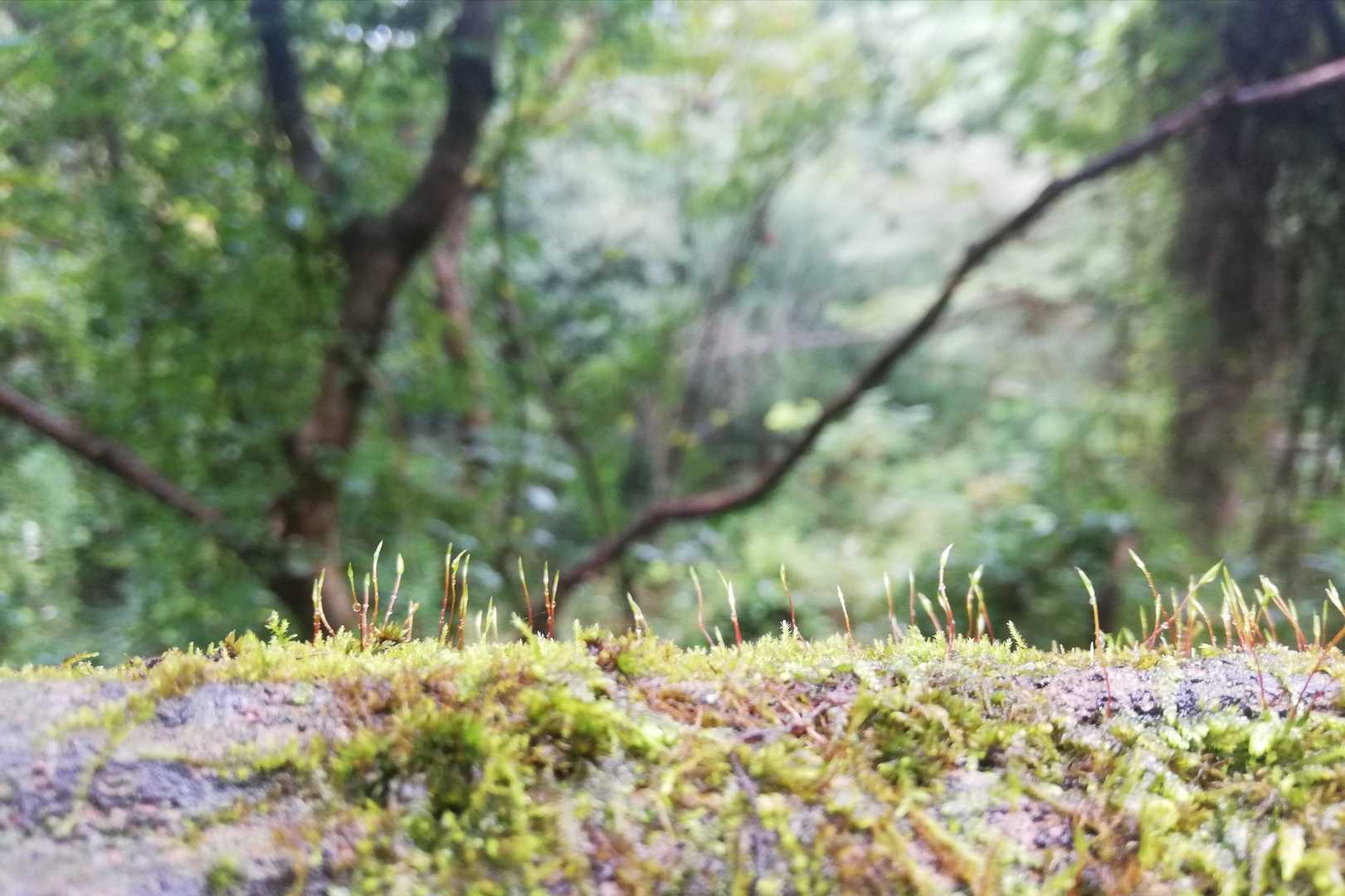 ちいさなちいさな世界🔍