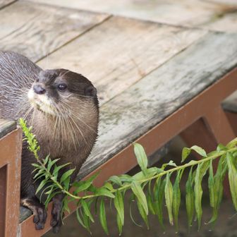 (　･ิω･ิ)✨ｷﾘｯ