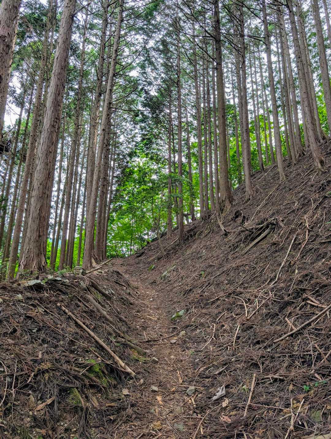 とても歩きにやすい🥰
でも、まぁまぁな斜度😅
