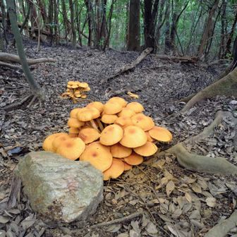 巨大‼️キノコ群🍄
ひときわ目立つカラー✨