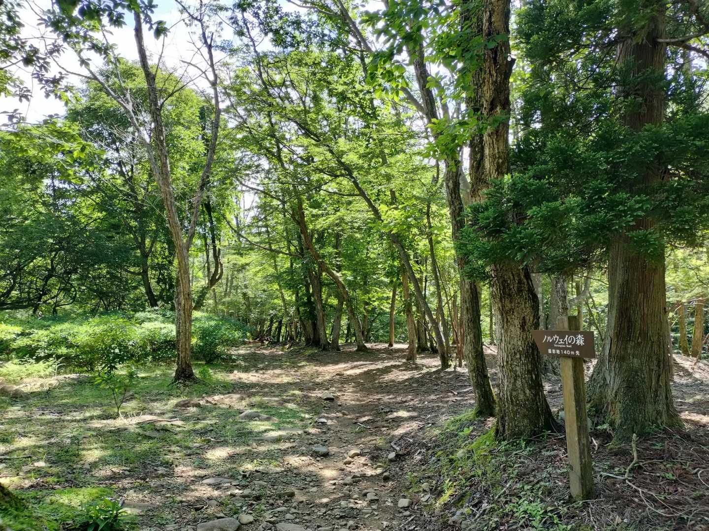 峰山高原バス停-峰山-峰山口-砥峰高原ハイキングコース入口 往復コースの写真