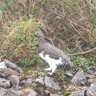 マタタビニャンニャ