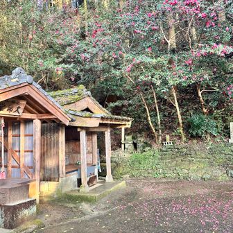 山茶花のお花と薬師堂

