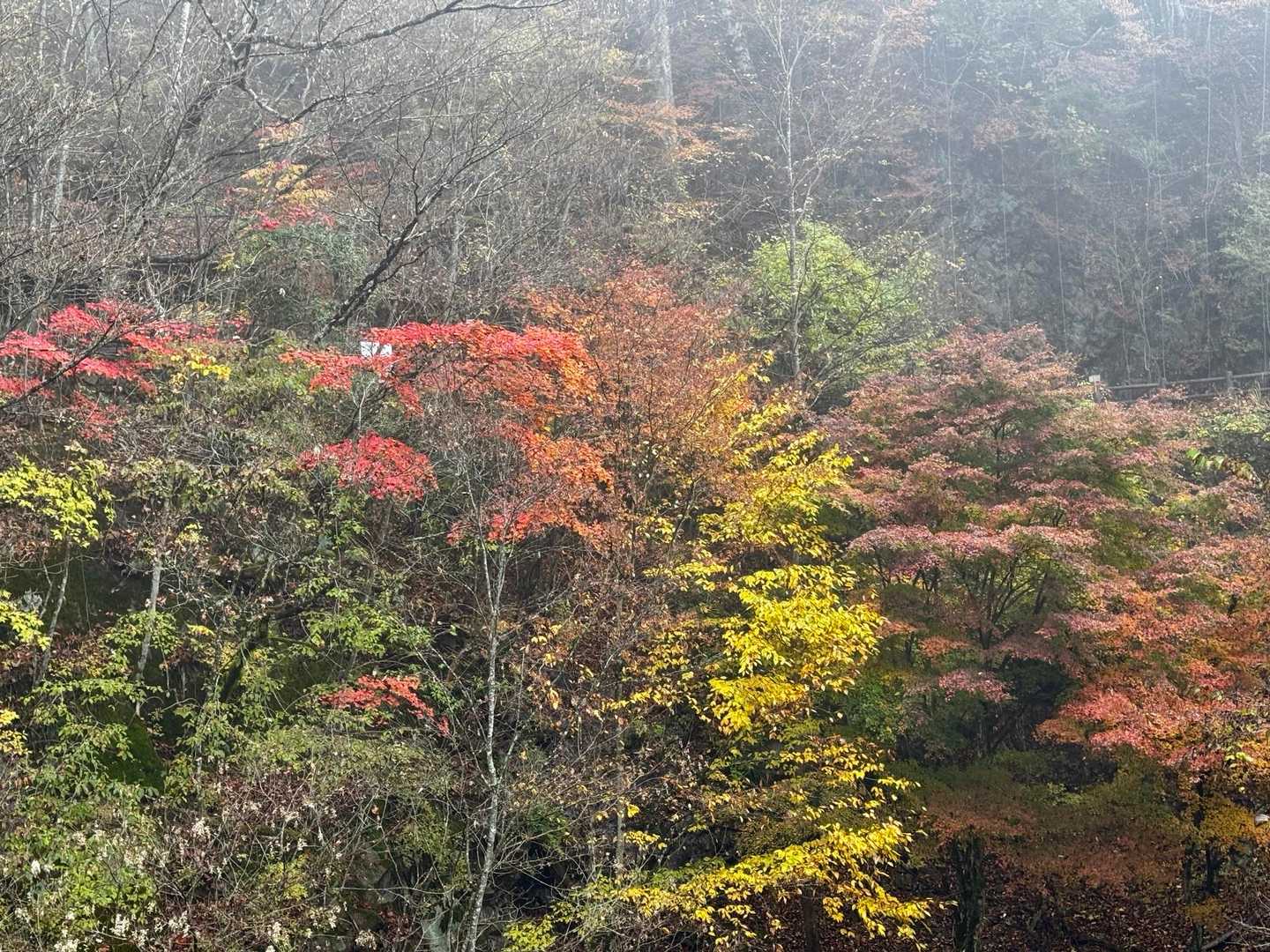 いや〜やっと紅葉な感じですな