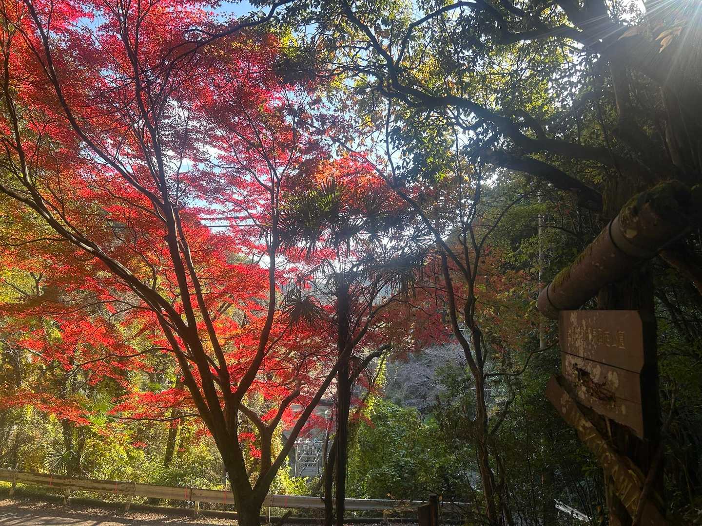 やっぱり🍁🍁もみじの真っ赤は綺麗ねー😍