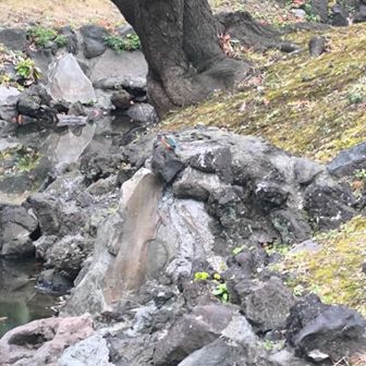 岩の上に青い鳥。カワセミかな。カワセミにしては少し地味な印象です。