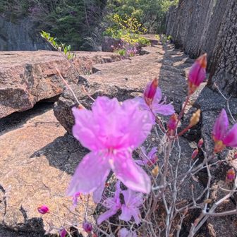 ミツバツツジ咲始め