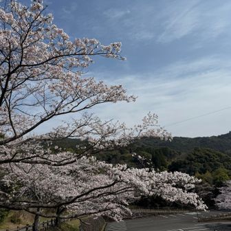 日差しがあると映えます🤣