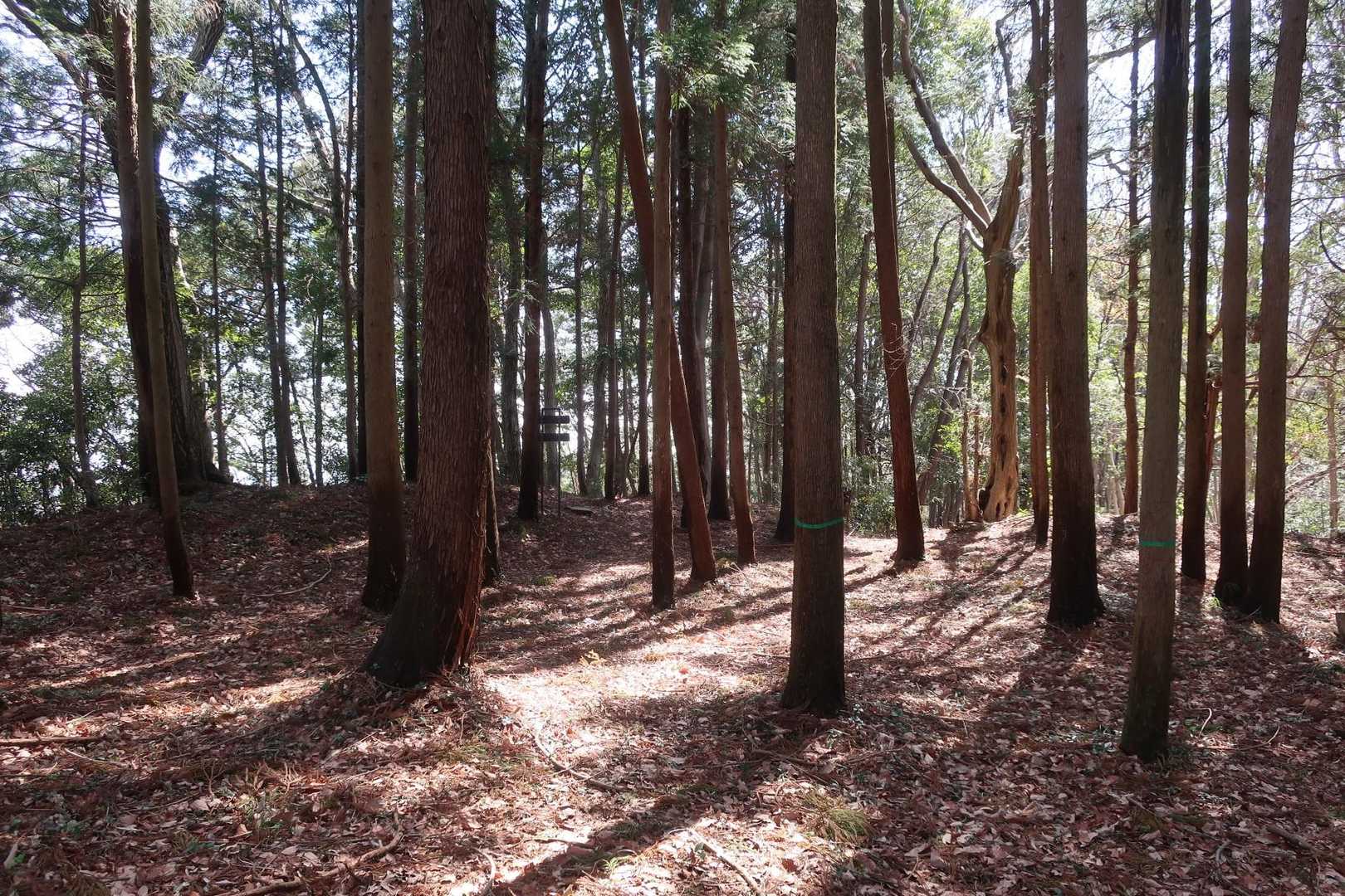 歩きやすい樹林帯を抜けると青山城址
