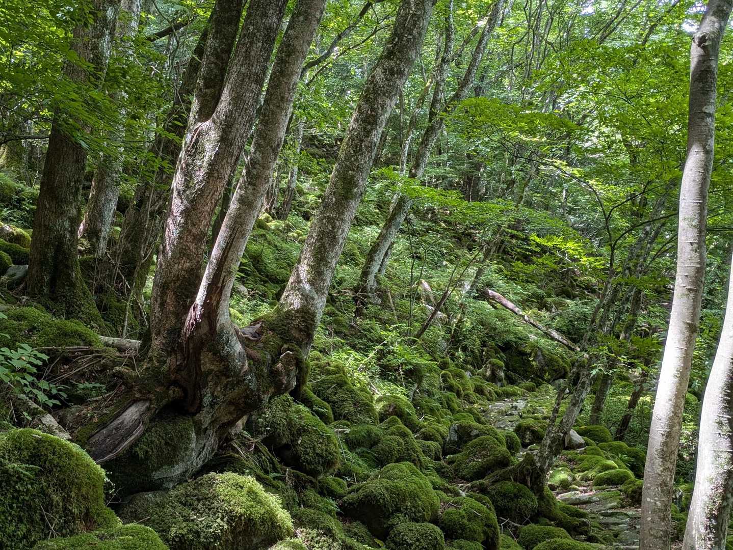 大洞山-大洞山-四ノ峰 周回コースの写真