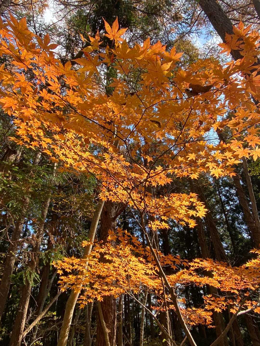 鰍登山口-鎌倉岳 往復コースの写真
