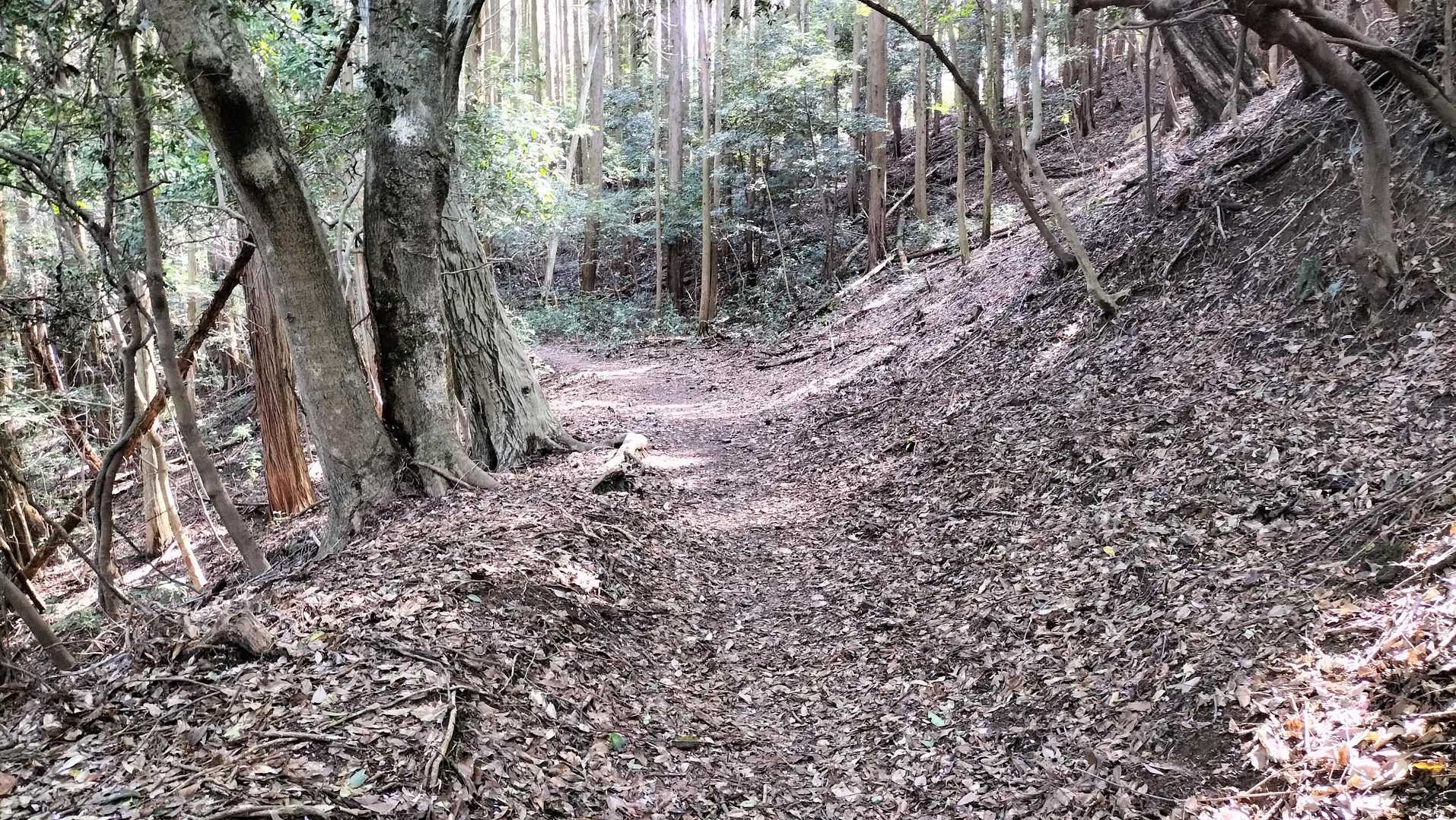 登りですが緩やかです。