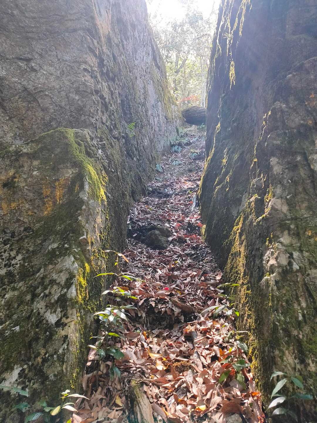 岩根山登山口-岩根山 往復コースの写真