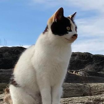 猫四郎