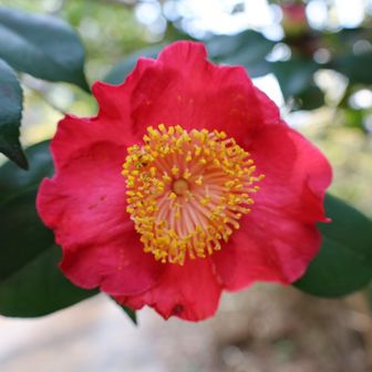赤い椿