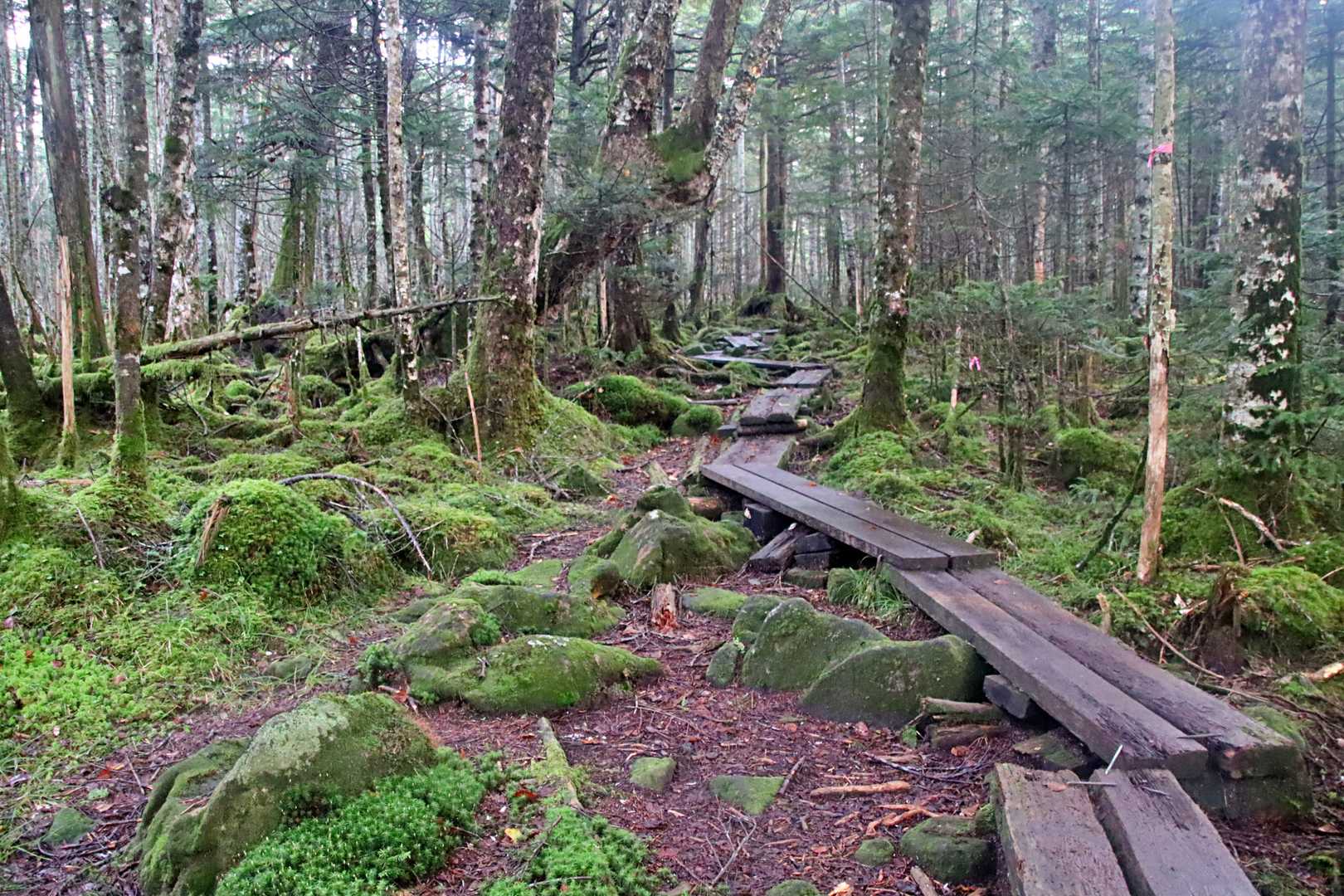 北八ツと言えば、神秘的な苔ワールド🌲
もう、この場所を歩けるだけで私はし・あ・わ・せ～💖😀