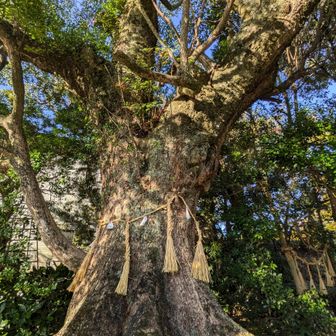 平群(へぐり)天神社⛩️の御神木の くすの木🌲