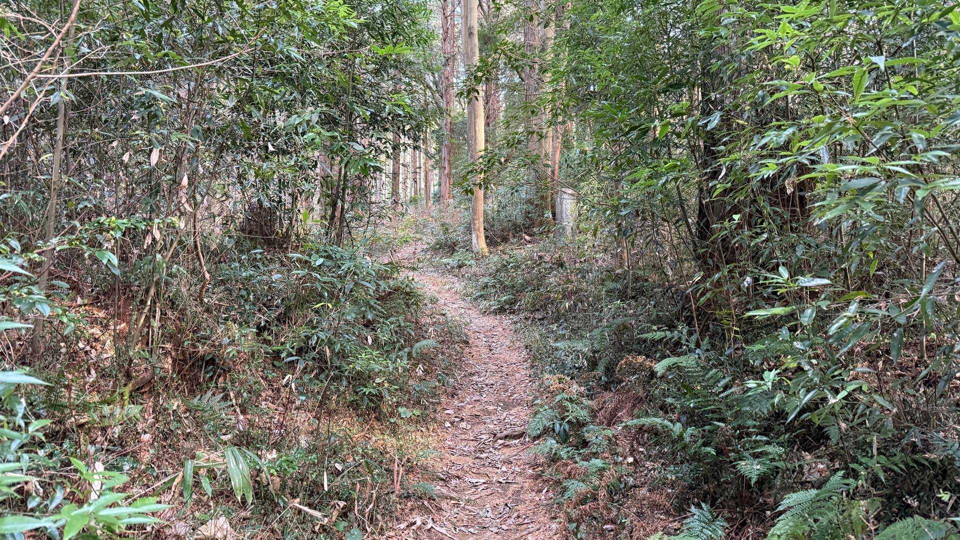 反時計回りに登りました。いきなりけもの道です。
