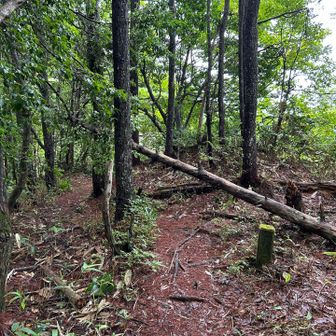 🪵🪵尾根ルートのここにも倒木が😲

🌲倒木2箇所目⚠️