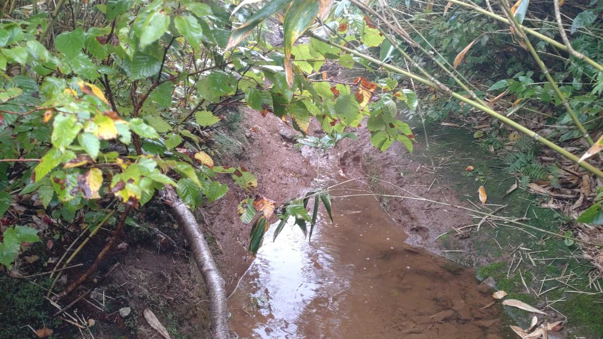 これ、登山道💦

私の背丈以上の笹で、前がほとんど見えない💦