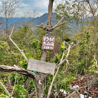 そうびろ山山頂