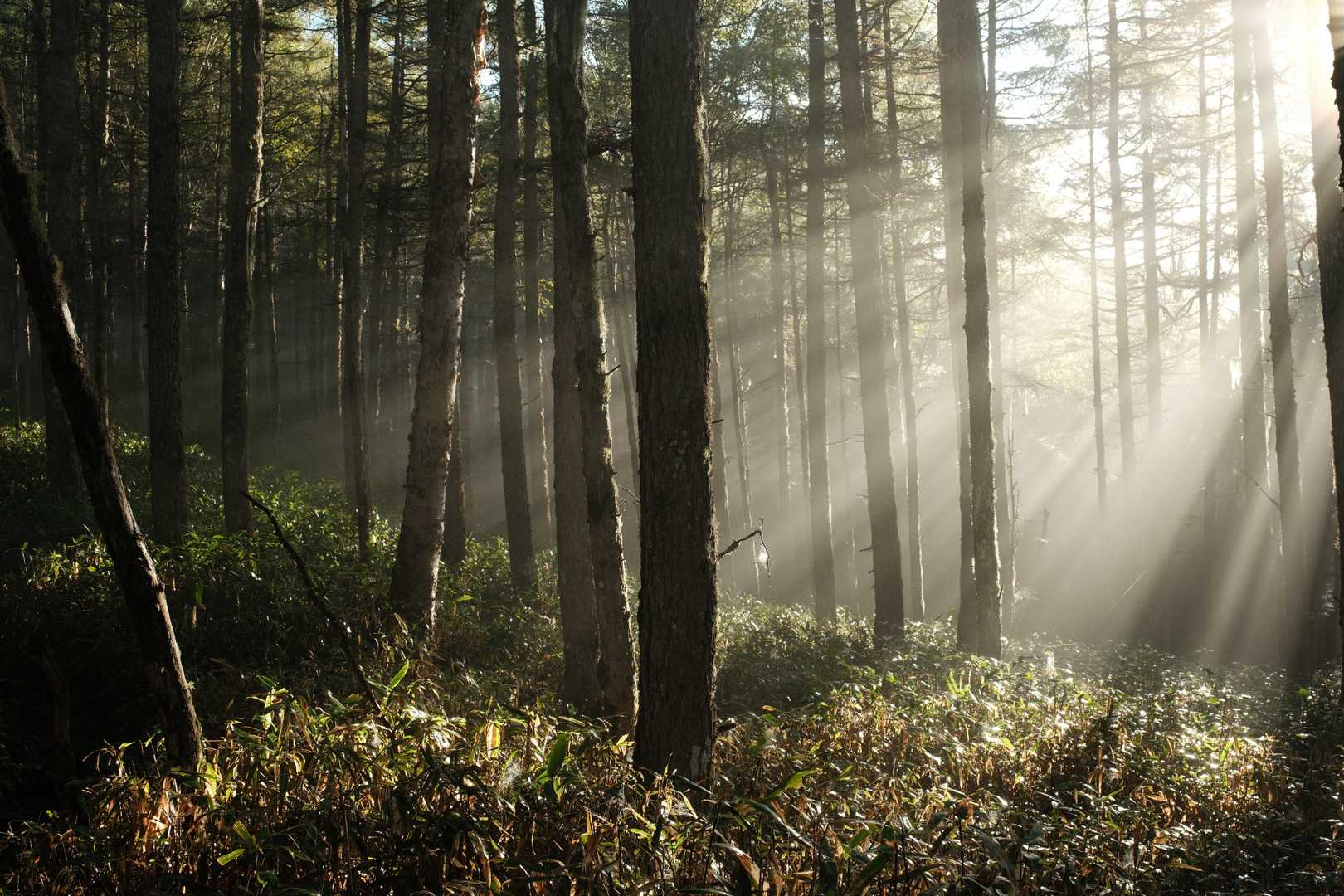 すずらん峠-蓼科山 周回コースの写真