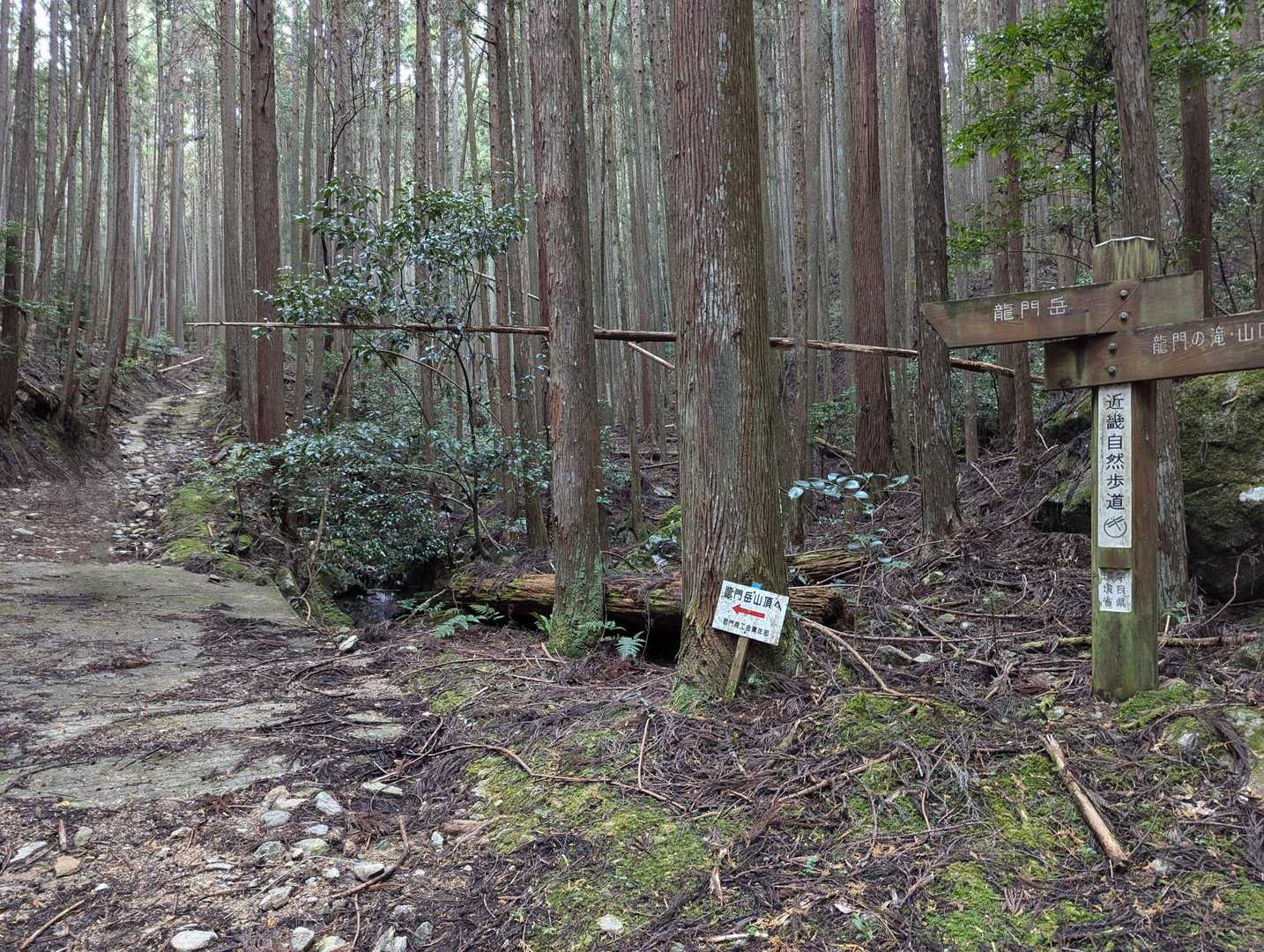 緩やかな林道で