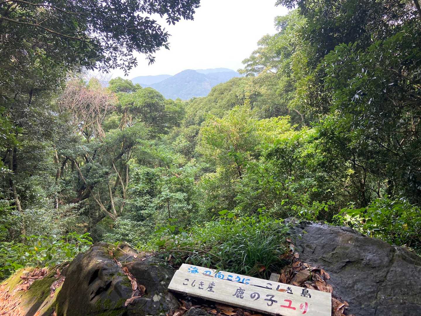 こしき島？　どれだろ🤫