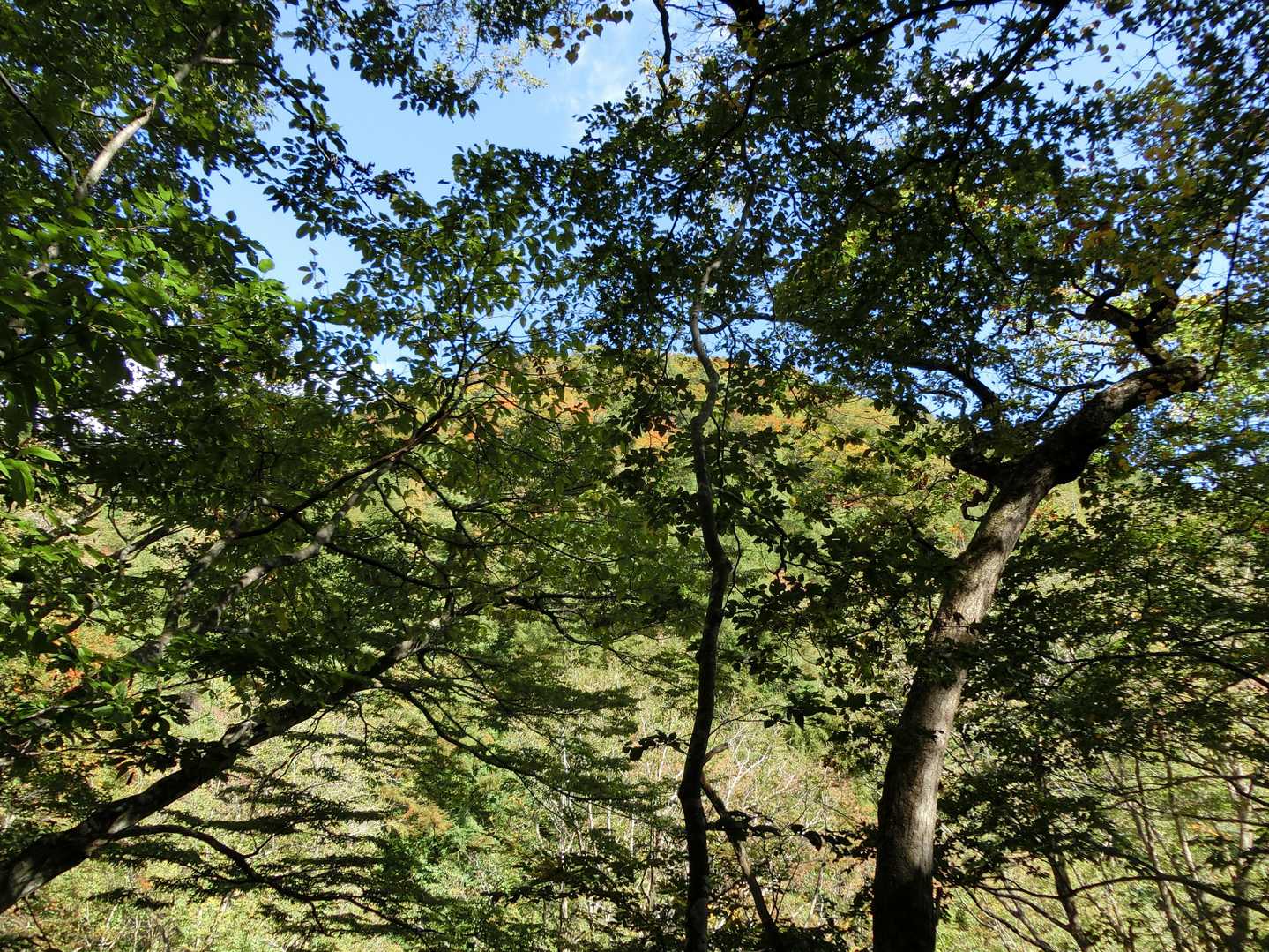 右手の沢の対岸に見える山の上の方が紅葉きれい。
