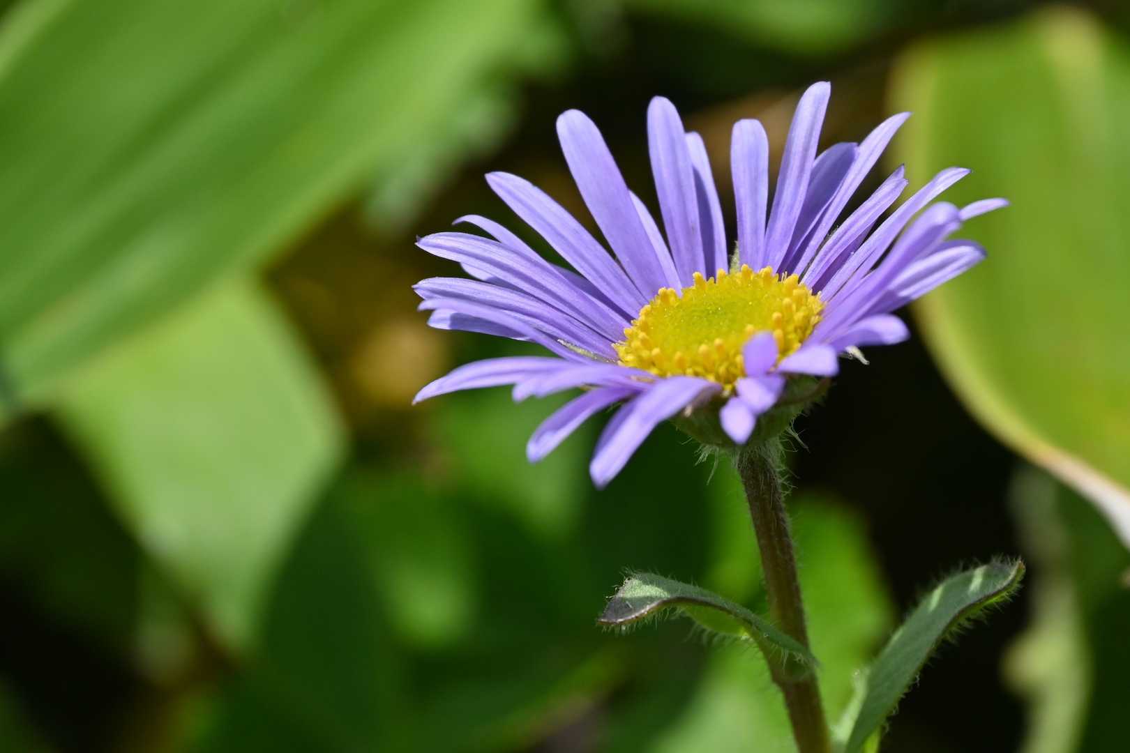 僅かに残っていた、アズマギク🍃