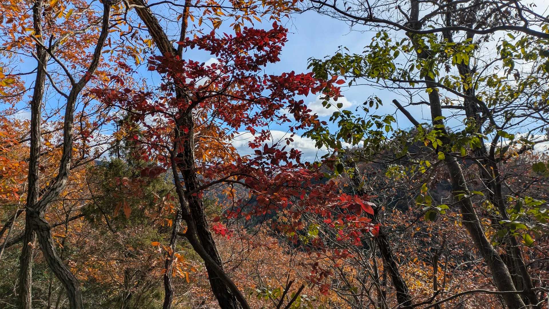 伊勢山 周回コースの写真