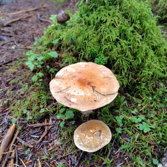 🍄