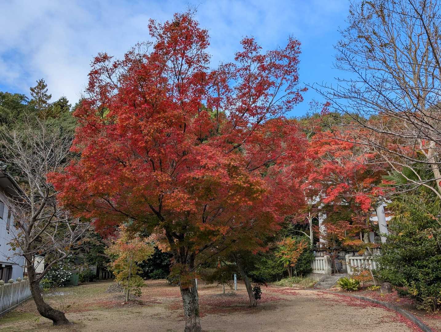 かなり紅くなった🙆