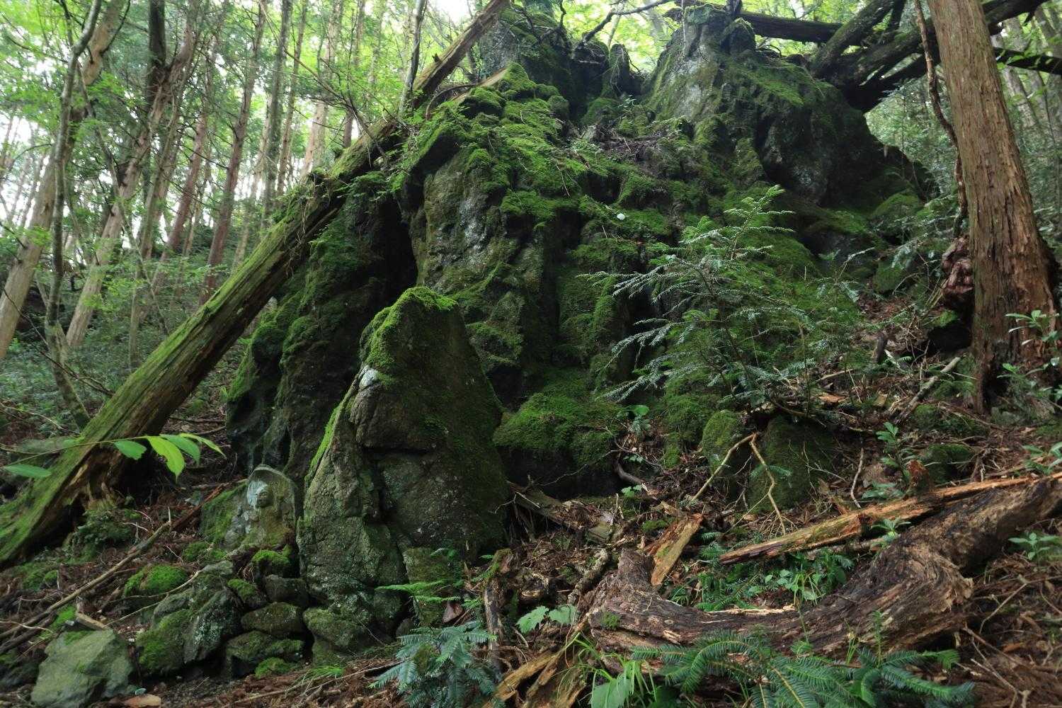 社の奥の大岩は苔ムスです